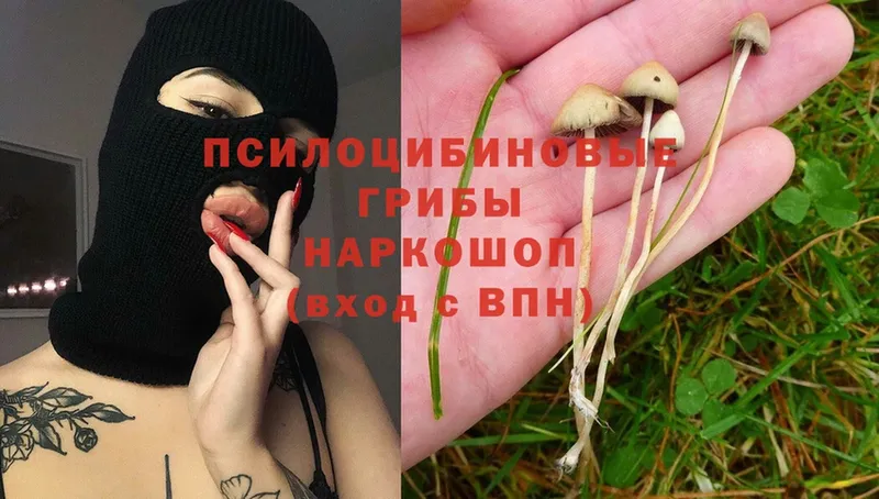 Псилоцибиновые грибы Cubensis  где купить наркоту  Кузнецк 